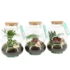 Terrarium Arrangement Vaso 17 cm