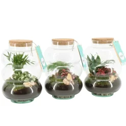 Terrarium Arrangement Vaso 17 cm