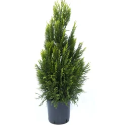 Thuja plicata Forever Goldy h 80/100 cm