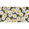 Tovaglia cerata D-c-fix Manhattan 140 cm Margherite al metro