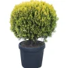 Tuia dorata palla 70-80 cm