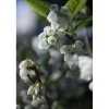 Vaccinium corymbosum cespuglio h 60/80 cm