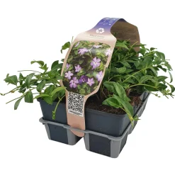 Vinca Minor Blu vaso 9 cm
