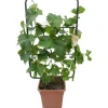 Vite altezza ca. 90 cm vaso ca. 18 l Vitis vinifera