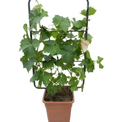 Vite altezza ca. 90 cm vaso ca. 18 l Vitis vinifera