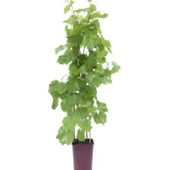 Vite euroasiatica 100 cm