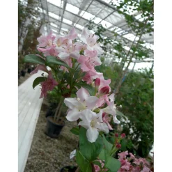 Weigela in varietà dimensione vaso 3 l