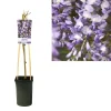 Wisteriasinensisprolific Vaso 17 cm